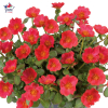 Portulaca umbraculifera