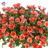 Portulaca umbraculifera