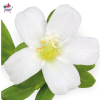 Portulaca umbraculifera