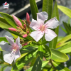 Laurier-rose 'Alassio' (Nerium oleander)