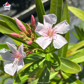 Laurier-rose 'Alassio' (Nerium oleander)