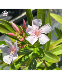 Laurier-rose 'Alassio' (Nerium oleander)