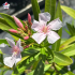 Laurier-rose 'Alassio' (Nerium oleander)