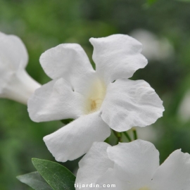 Pandorea jasminoides