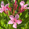 Laurier-rose 'Haïfa' (Nerium oleander)