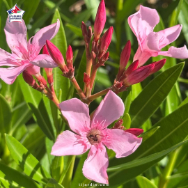 Laurier-rose 'Haïfa' (Nerium oleander)