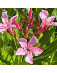 Laurier-rose 'Haïfa' (Nerium oleander)