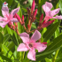 Laurier-rose 'Haïfa' (Nerium oleander)