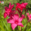 Laurier-rose 'J.R.' (Nerium oleander)