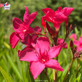 Laurier-rose 'J.R.' (Nerium oleander)