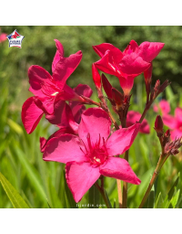 Laurier-rose 'J.R.' (Nerium oleander)
