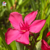 Laurier-rose 'J.R.' (Nerium oleander)