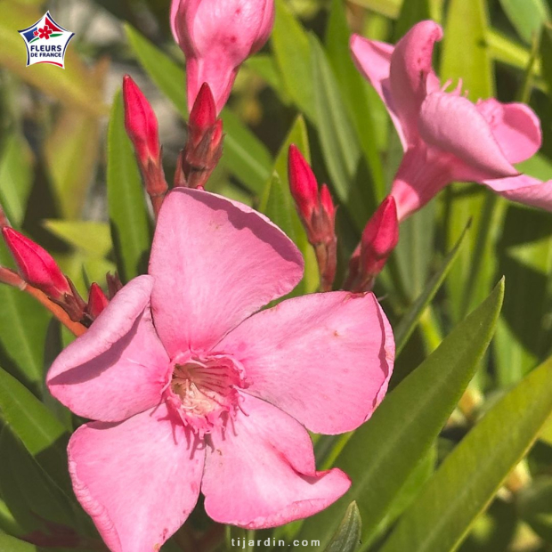 Laurier-rose 'Loulou' (Nerium oleander)