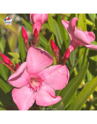 Laurier-rose 'Loulou' (Nerium oleander)