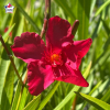 Laurier-rose 'Red Beauty' (Nerium oleander)