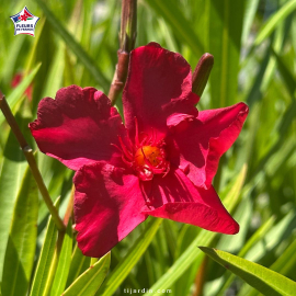 Laurier-rose 'Red Beauty' (Nerium oleander)