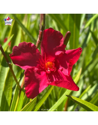 Laurier-rose 'Red Beauty' (Nerium oleander)