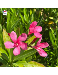 Laurier-rose 'Rosa Bartolini' (Nerium oleander)