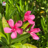 Laurier-rose 'Rosa Bartolini' (Nerium oleander)