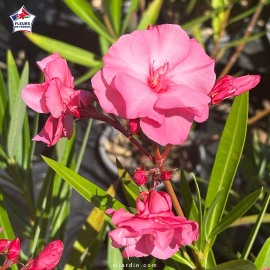 Laurier-rose 'Roseum Plenum' (Nerium oleander)
