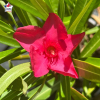 Laurier-rose 'Scarlet Beauty' (Nerium oleander)