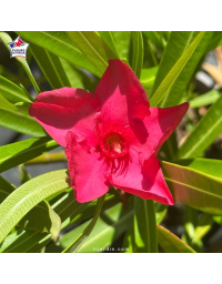 Laurier-rose 'Scarlet Beauty' (Nerium oleander)