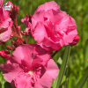 Laurier-rose 'Splendens Giganteum' (Nerium oleander)