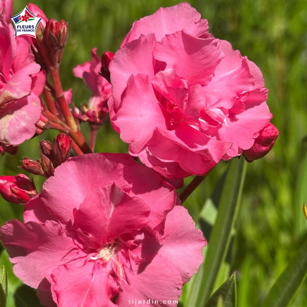 Laurier-rose 'Splendens Giganteum' (Nerium oleander)