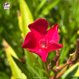 Laurier-rose 'Ville de La Londe' (Nerium oleander)
