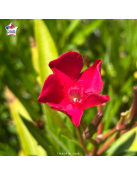Laurier-rose 'Ville de La Londe' (Nerium oleander)