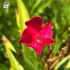Laurier-rose 'Ville de La Londe' (Nerium oleander)