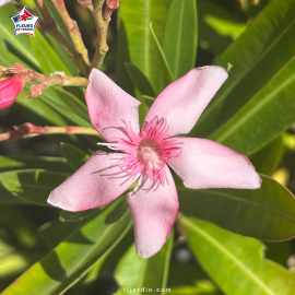 Laurier-rose 'Virginie' (Nerium oleander) 