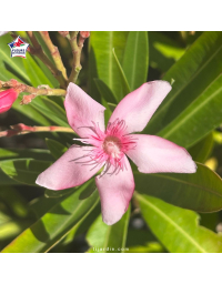 Laurier-rose 'Virginie' (Nerium oleander) 