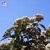 Viburnum tinus, laurier tin, viorne tin