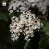 Viburnum tinus, laurier tin, viorne tin