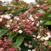 Viburnum tinus, laurier tin, viorne tin
