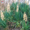 Yucca filamentosa - Yucca filamenteux
