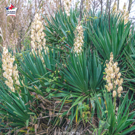 Yucca filamentosa, yucca filamenteux