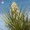 Yucca filamentosa, yucca filamenteux