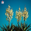 Yucca filamentosa, yucca filamenteux