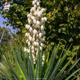 Yucca glauca (yucca glauque)