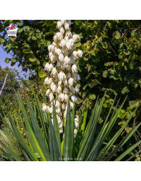 Yucca glauca - Yucca glauque