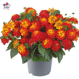 Lantana camara 'Bandana Red'