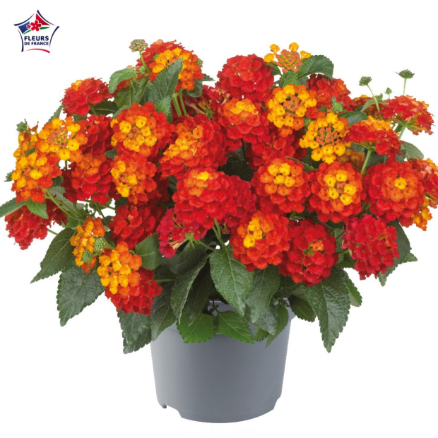 Lantana camara 'Bandana Red'