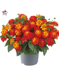Lantana camara 'Shamrock Red'