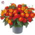 Lantana camara 'Shamrock Red'