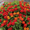 Lantana camara 'Bandana Red'