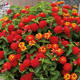 Lantana camara 'Bandana Red'