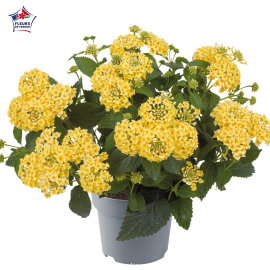 Lantana camara 'Bandana Red'
