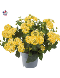 Lantana camara 'Shamrock Light Yellow'